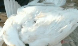 野狗爆料薯片视频,揭秘网红零食背后的真相