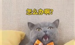 小鱼爱吃鱼最新爆料,最新爆料揭示娱乐圈惊人内幕